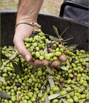 Raccolta olive